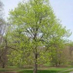 Basswood used in infrared sauna construction