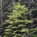  Canadian Hemlock Tree used in infrared sauna construction